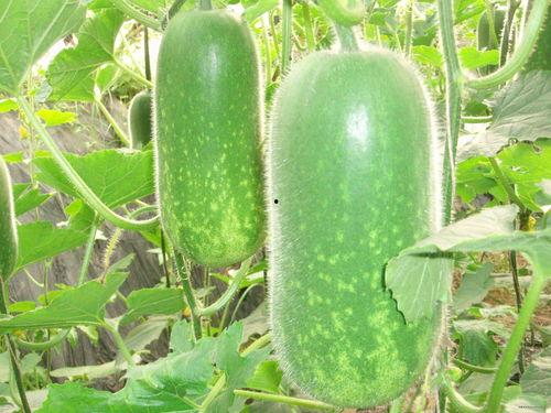 吃瓜兰陵爆料视频大全,热门爆料视频大盘点